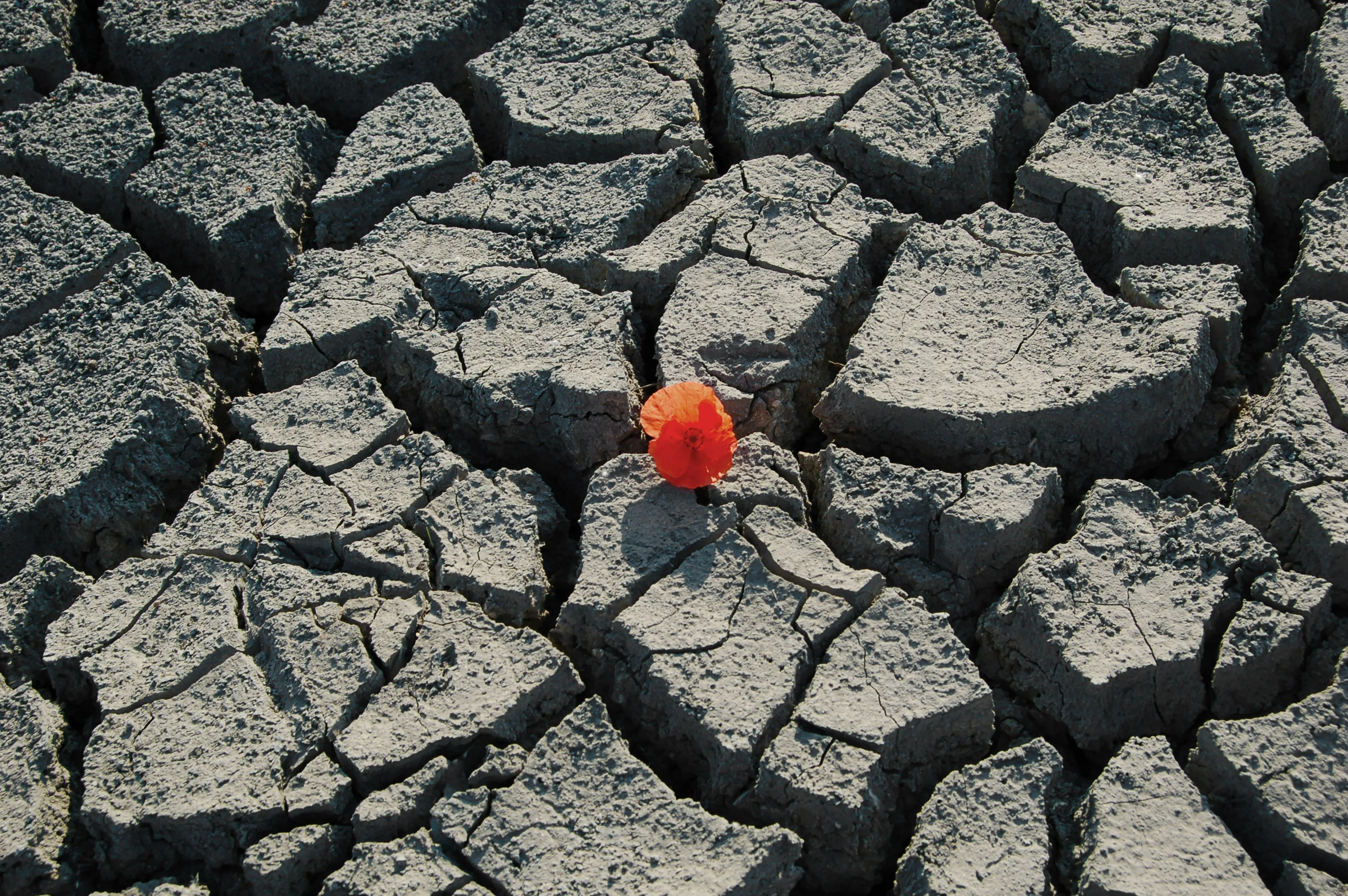 Photo by Paul Macallan on Unsplash